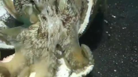 Octopus found a new house..