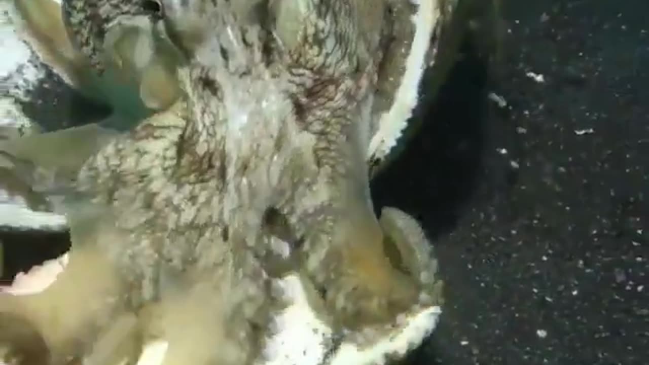 Octopus found a new house..