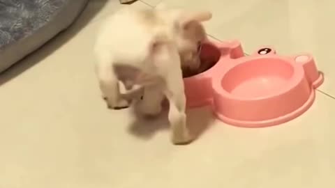 Funny animals🤣
