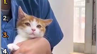 Breaking: Ranking Best Cat Veterinarian Videos