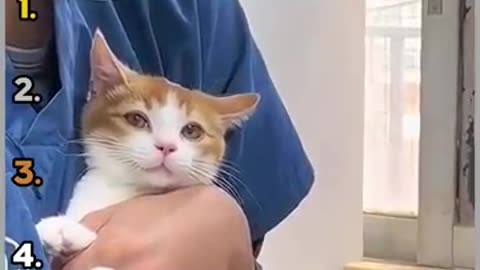 Breaking: Ranking Best Cat Veterinarian Videos