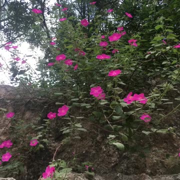 Wild flowers series: Charming