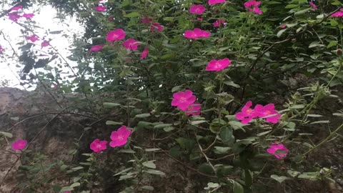 Wild flowers series: Charming & Pretty