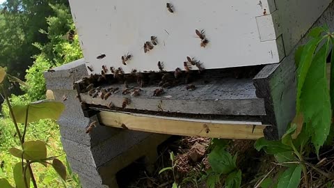 Bee Break #7