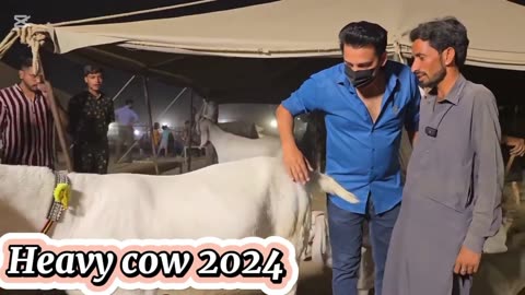 Extremely beautiful cow 🤩 2025