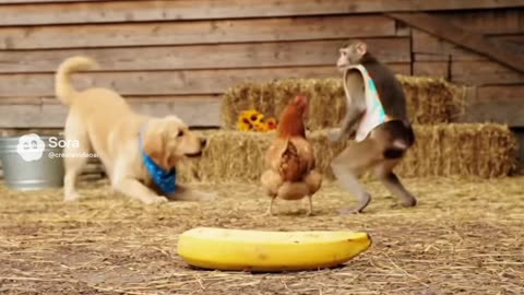 Chicken banana animal dance hits