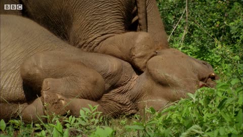 WILD LIFE