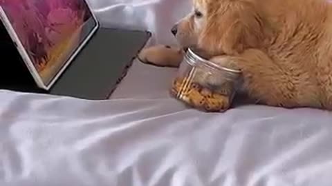 dog, cute dog, funny dog, puppy, pet videos, animal videos, dog playing,