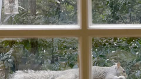 😂🐿️ Squirrel Eats a 1/3 of the Bird Seeds, Proceeds to Nap! | FunFM