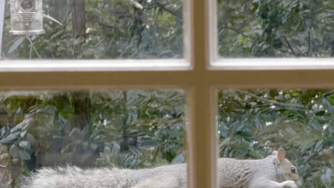 😂🐿️ Squirrel Eats a 1/3 of the Bird Seeds, Proceeds to Nap! | FunFM