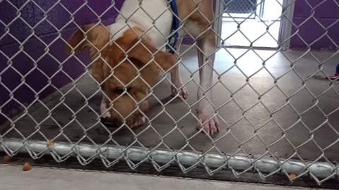 Titan 2.5y Pet Id 947131 kennel 25 HSSAZ shelter I finally started giving him eye contact20250801545