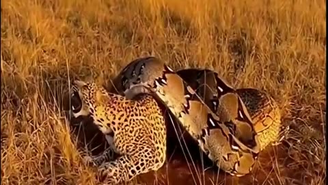 A leopard escapes from a huge snake