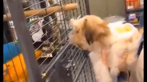 Funny & Adorable Pets – Try Not to Laugh Challenge 2025!