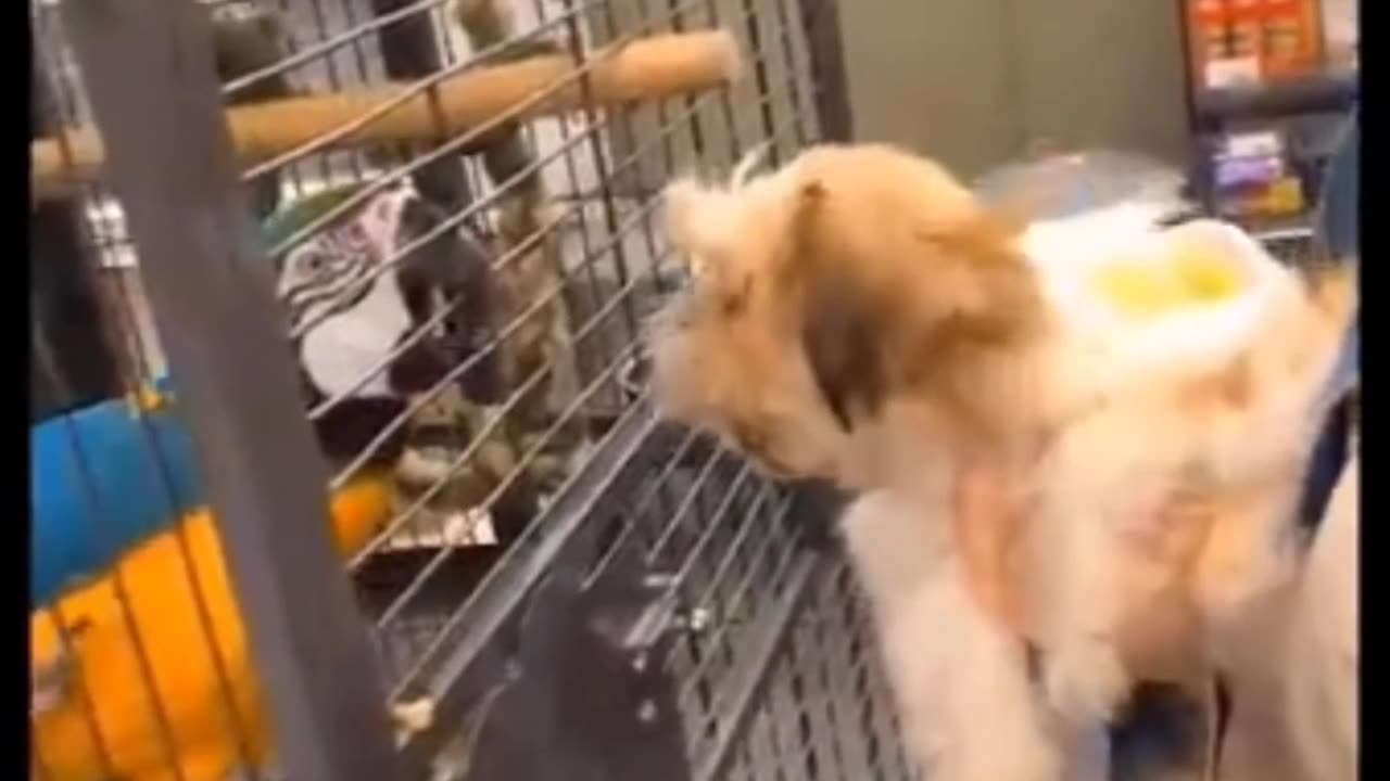 Funny & Adorable Pets – Try Not to Laugh Challenge 2025!