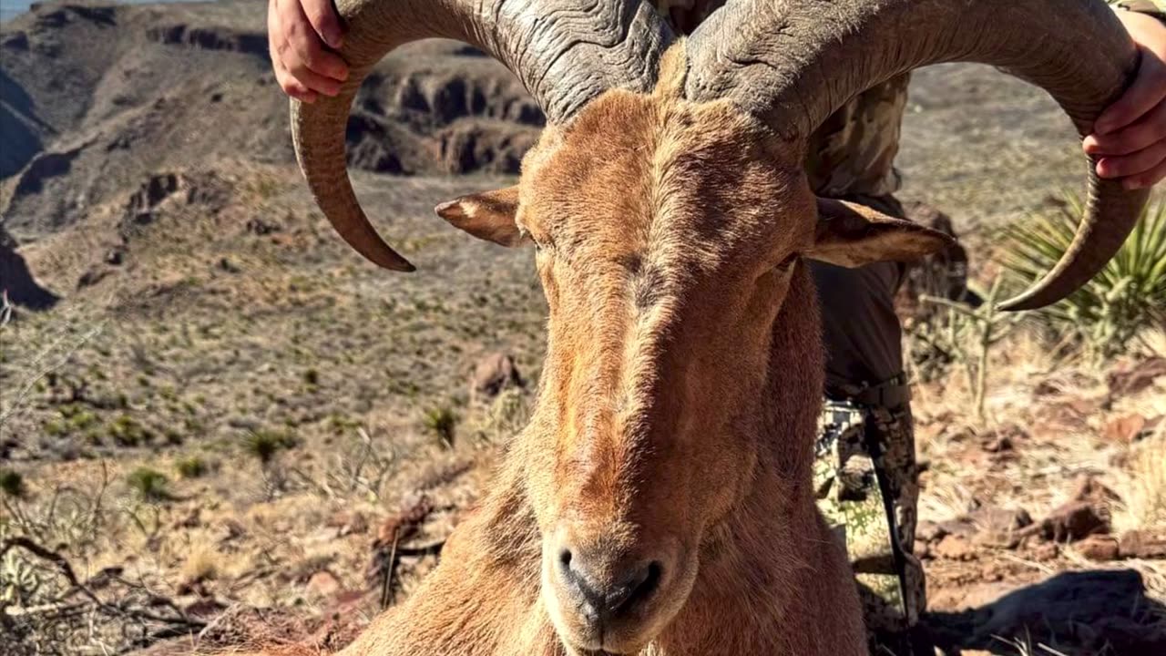 736 Yard Aoudad • 6.5 PRC • 124 Hammer Hunter