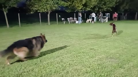 3 Year Old German Shepherd Dog Milo Mentoring Hyperactive 1.5 Year Old Boxer