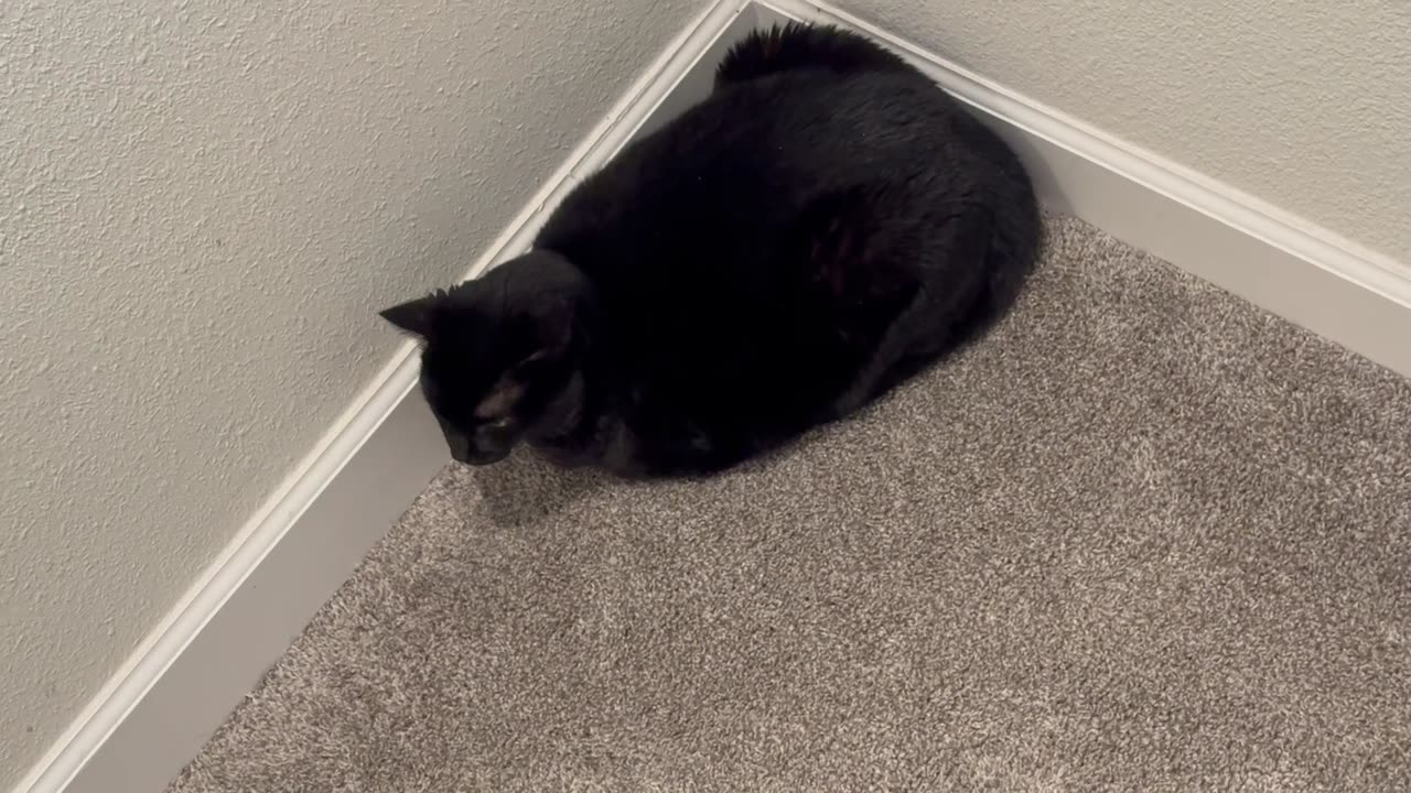 Cute Precious Piper Does an Amazing Loaf Triangle - My Adopted Shelter Cat Vlog