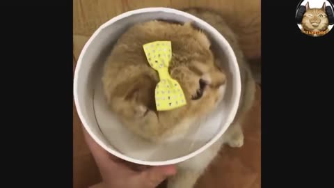 Kittens are the cutest videos in the world. Cute kittens. Do you love funny animal ?