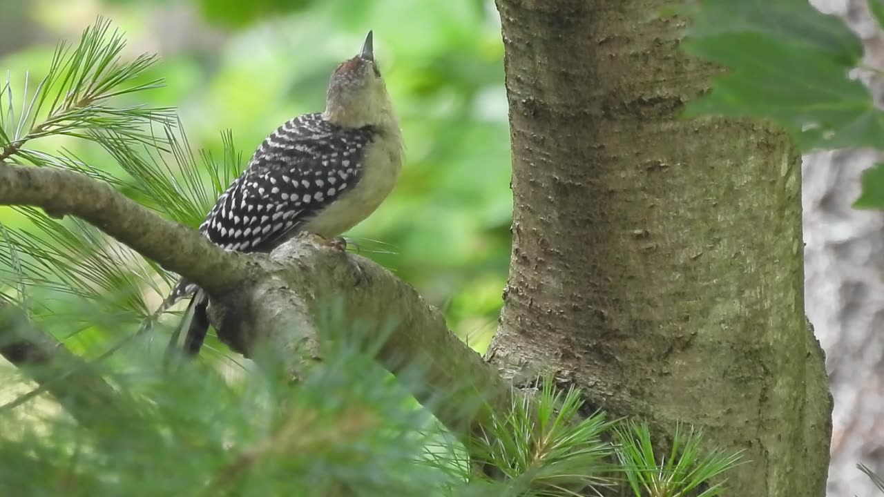 Father Keeps Tabs on two-week Fledgling Red-bellied Woodpecker #redbelliedwoodpecker