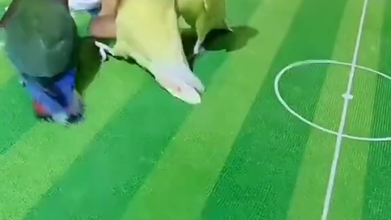Parrots playing basketball in a team of 2.