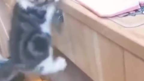 funny Cat & dog jump