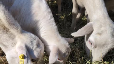 Little Lamb