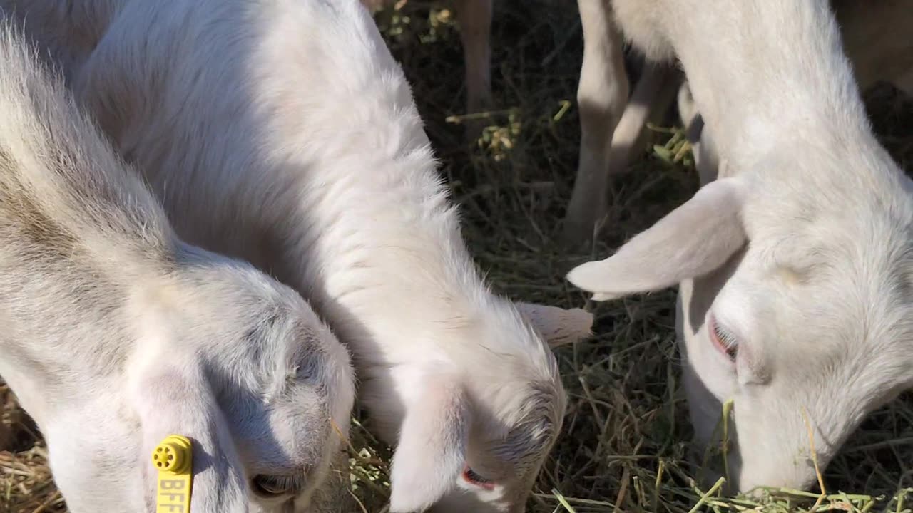 Little Lamb