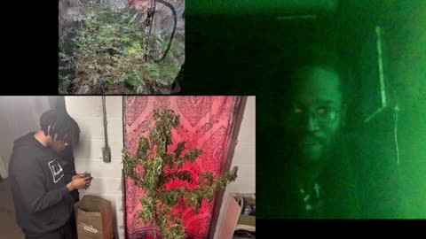if cops smell weed