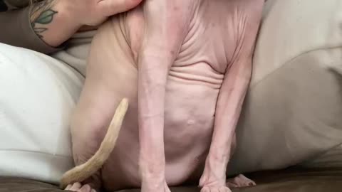 Cattoo