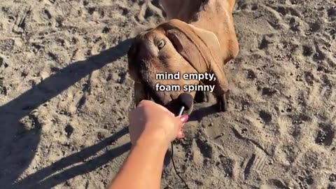 Breaking: I interviewed animals with a tiny mic again