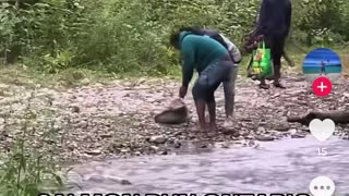 Save the planet? The Liberals can’t even save the fish