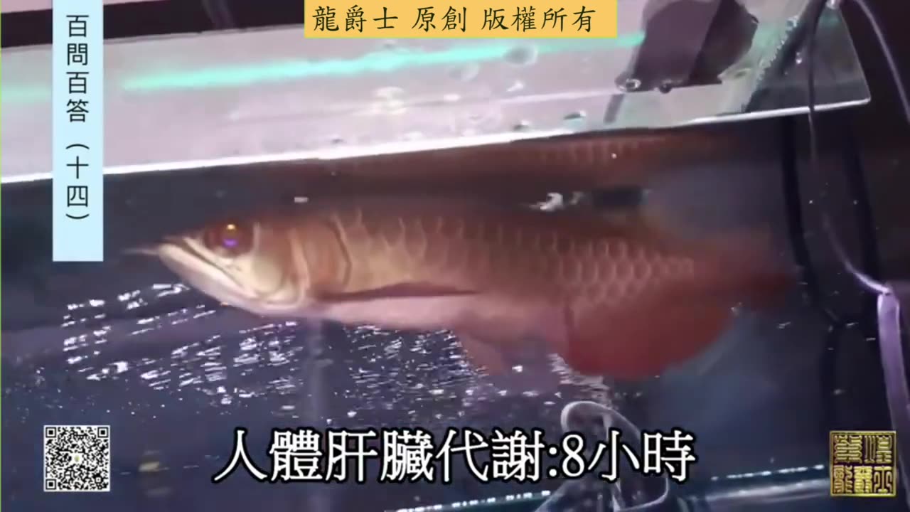 【龍爵士】千問千答 Q138 婦娜片放進水缸幾天換水