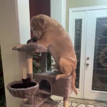 Dog thinks he’s one of the cats.. 😂