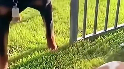 Dangerous to bark at and when the door opens….