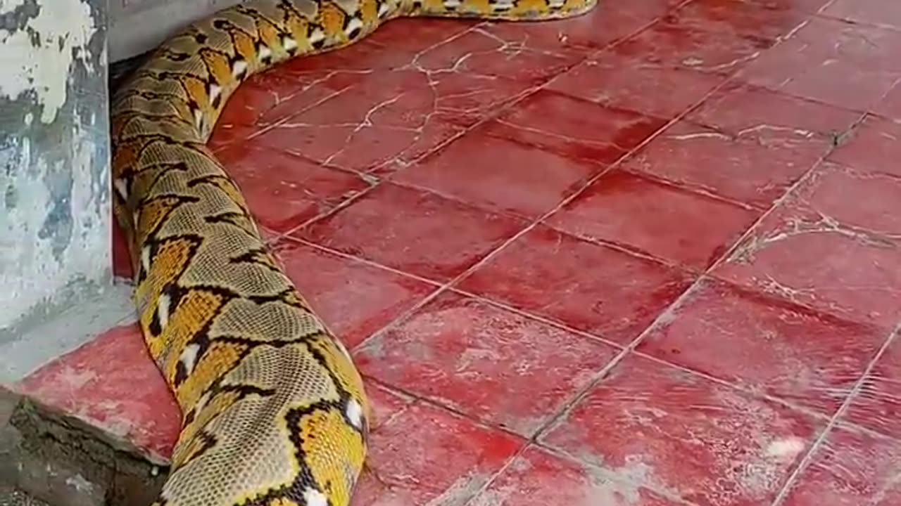 Meanwhile in Indonesia 🤯