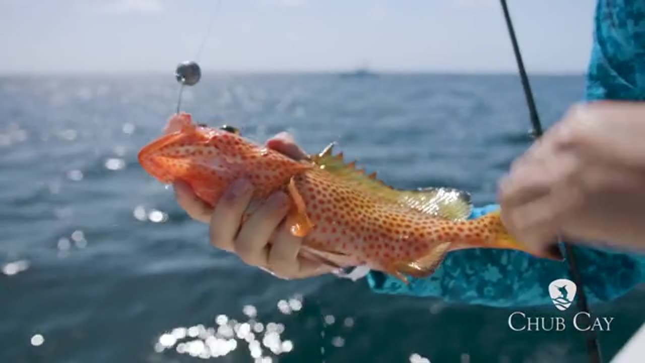 I Caught my First Fire Grouper_part1