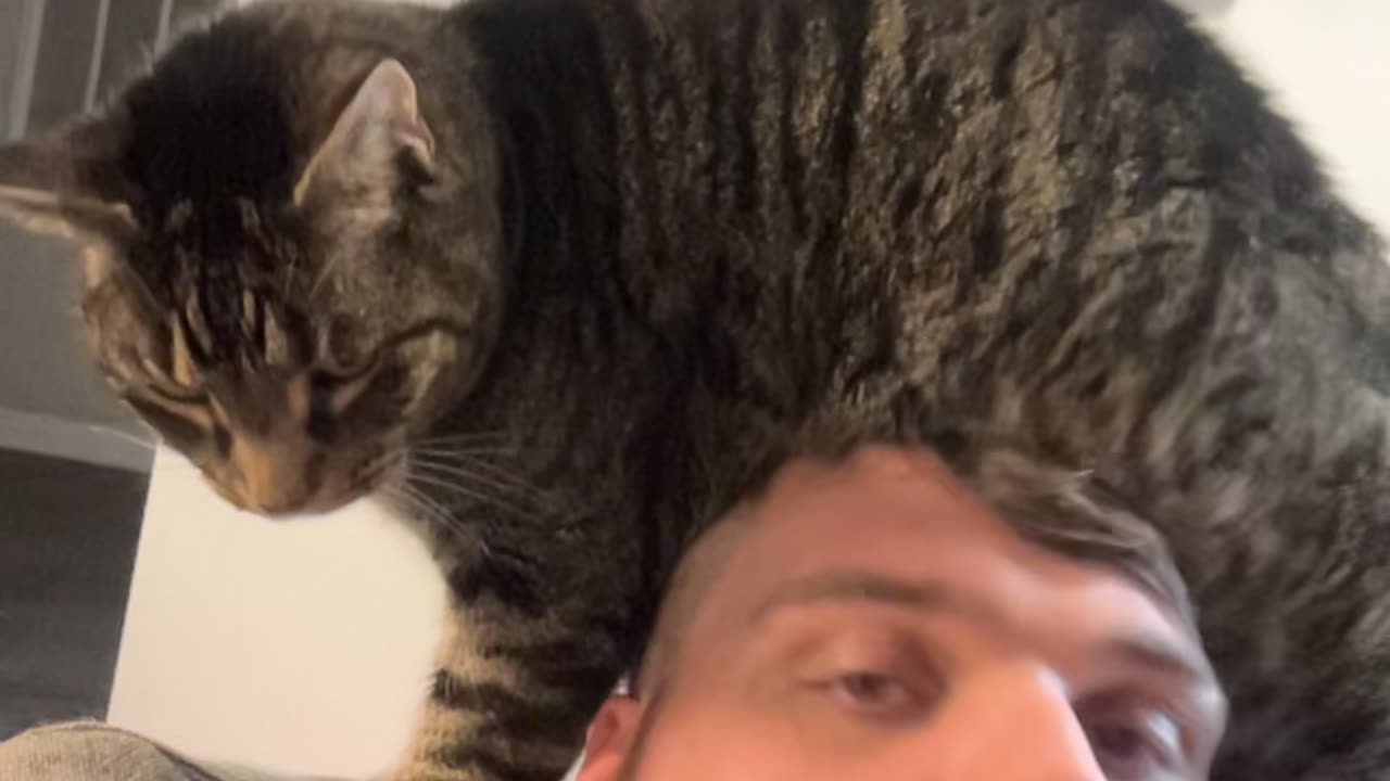 Guy Pets Cat's Belly With His Head