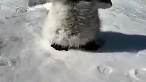 funny animals, animal lovers, penguin antics, penguin lovers, penguin waddling