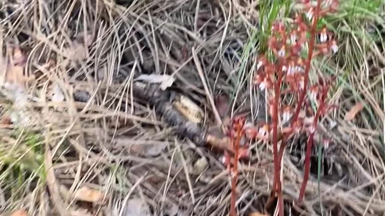 Flowers on a nature walk