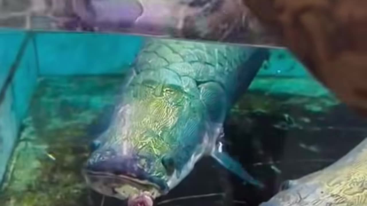 Why I'm afraid of fish