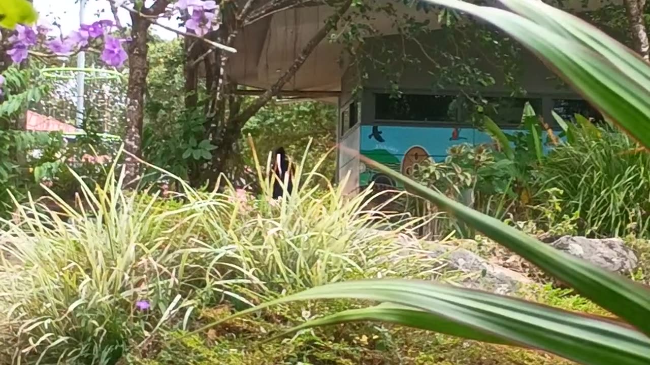 3.9.2025 Out of Control Kuranda