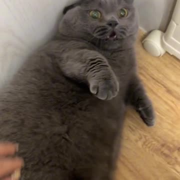 💙🐱 "The Blue Fat Cat of Aiha People 😹 | Cutest Legend Ever!"