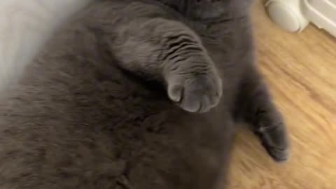 💙🐱 "The Blue Fat Cat of Aiha People 😹 | Cutest Legend Ever!"