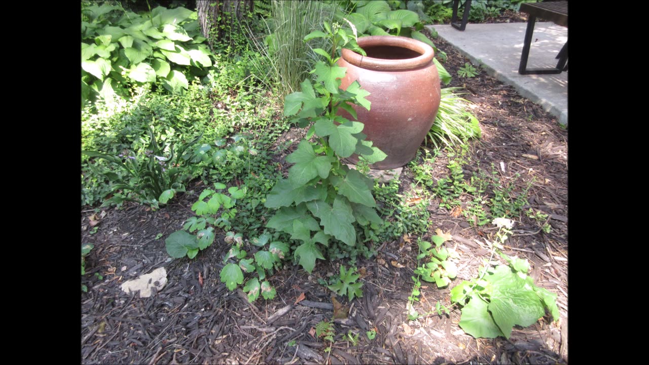 Transformation and Renewal Snakeroot July 2022