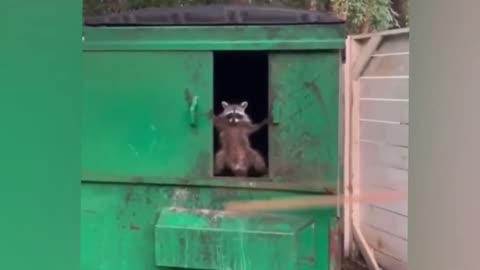 Best Funny Animal Video
