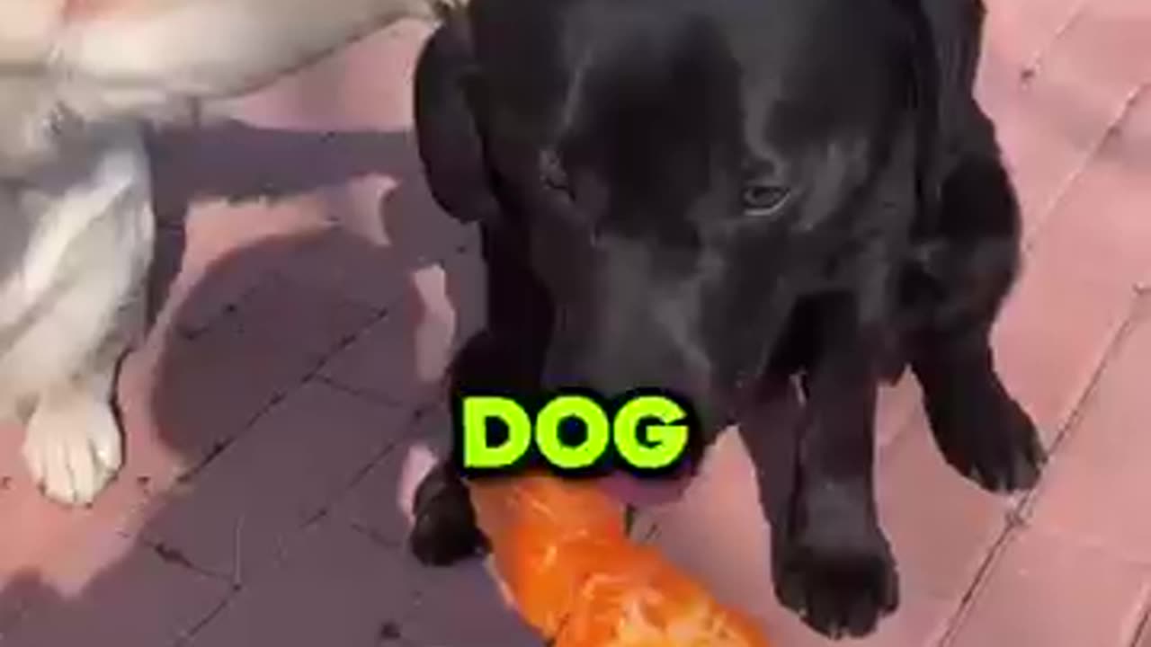 The dogs are true friends🥹