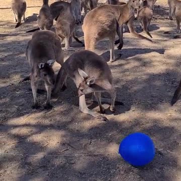 Kangaroo diaries