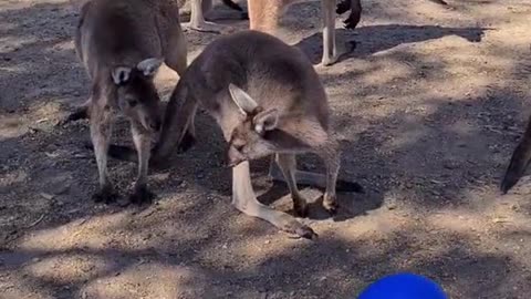 Kangaroo diaries