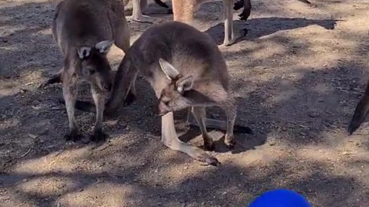 Kangaroo diaries