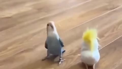 🐓😂 The Feathered Friends Need Help! | FunFM